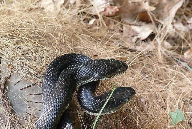 梦境解析,梦到男朋友抓到一条黑蛇,寓意何在? 梦境解析,梦到男朋友抓到一条黑蛇,寓意何在?