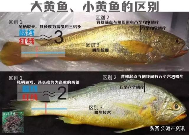 如何区分大黄鱼,小黄鱼,黄姑鱼,黄唇鱼?特征全都告诉你