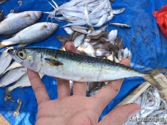 你眼中价格低廉的“青鱼”,其实是进口的太平洋鲱 你眼中价格低廉的“青鱼”,其实是进口的太平洋鲱