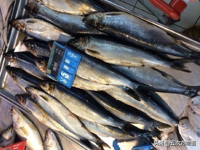 你眼中价格低廉的“青鱼”,其实是进口的太平洋鲱 你眼中价格低廉的“青鱼”,其实是进口的太平洋鲱