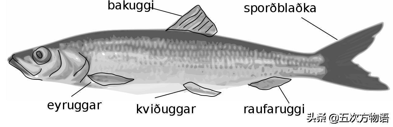 你眼中价格低廉的“青鱼”,其实是进口的太平洋鲱 你眼中价格低廉的“青鱼”,其实是进口的太平洋鲱