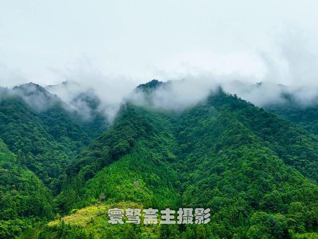 在村邊的果園里我吃到了這輩子最好吃的李子