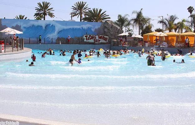 南加州猫狐灭绝真相 动物保护与人类活动冲突