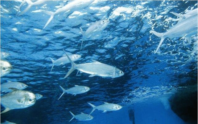 打雷时一道闪电劈进大海,海里的鱼会怎么样?看完大开眼界