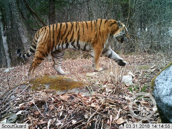 红外相机拍摄的野生东北虎。 东北虎豹国家公园 图