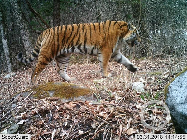 盗猎,WWF 盗猎,WWF