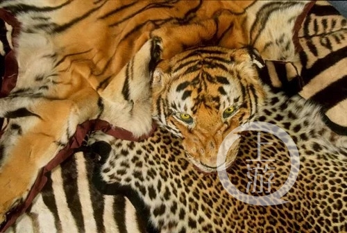 非法虎制品。WWF 图