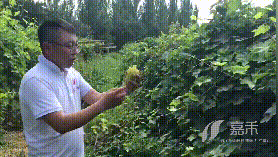 错过再等一年！便宜又好吃的新疆无核白葡萄即将发货啦！