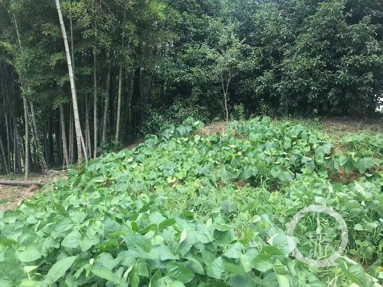 被种上蔬菜的土墩墓。摄影/上游新闻记者 时婷婷