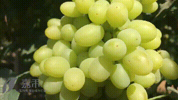 错过再等一年！便宜又好吃的新疆无核白葡萄即将发货啦！