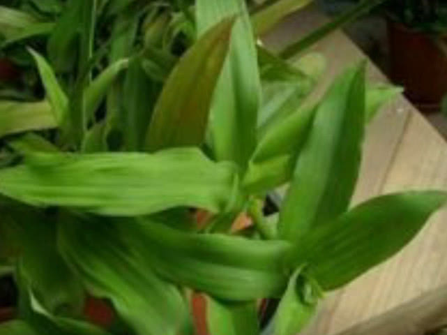这种草长得像竹叶，兼具药用价值和食用价值，农村人常用它炖豆腐