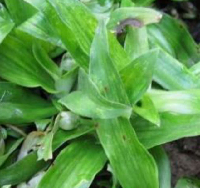 这种草长得像竹叶，兼具药用价值和食用价值，农村人常用它炖豆腐