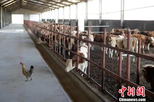 图为肉牛养殖基地。 刘文华 摄
