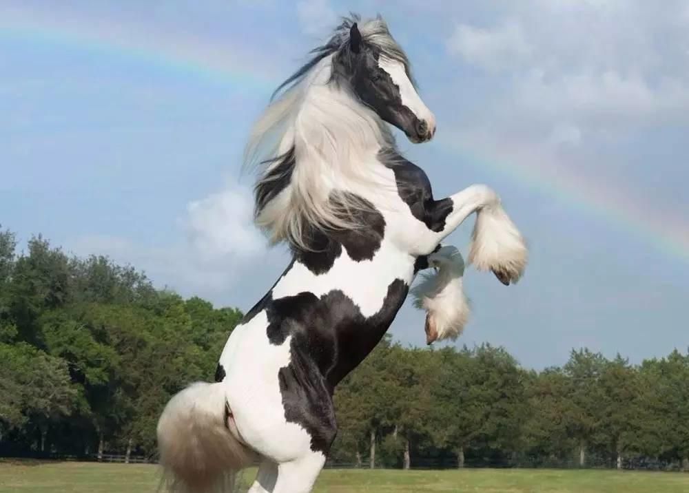 世界上最漂亮的10大名马，阿拉伯马排第二，第一被称黄金之马|名马|阿拉伯|鬓毛_新浪新闻