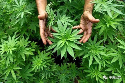 奇葩男子在家自学种植大麻 花还没开人就先栽了