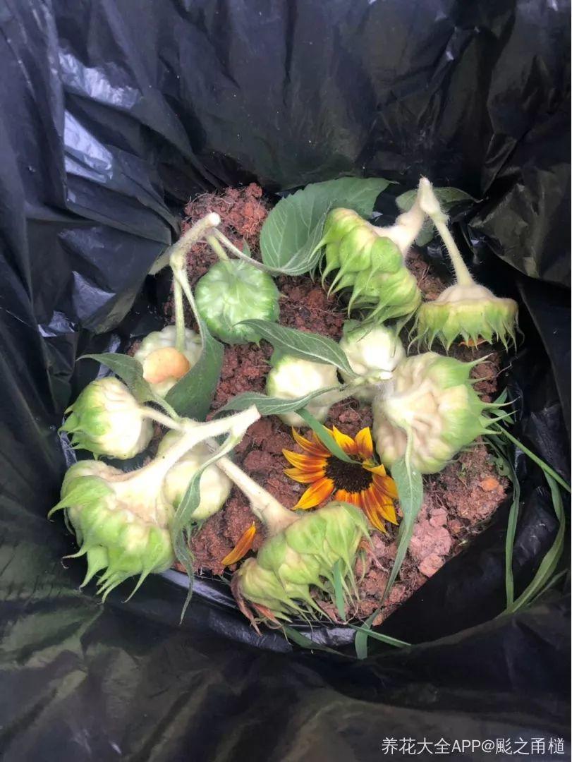 土里加点料，找个袋子捂一捂，秋天给花用了疯长狂开花！