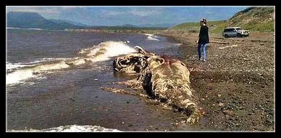 恐龙并没有灭绝?美国湖岸出现巨型遗体,水怪之争是个错误!