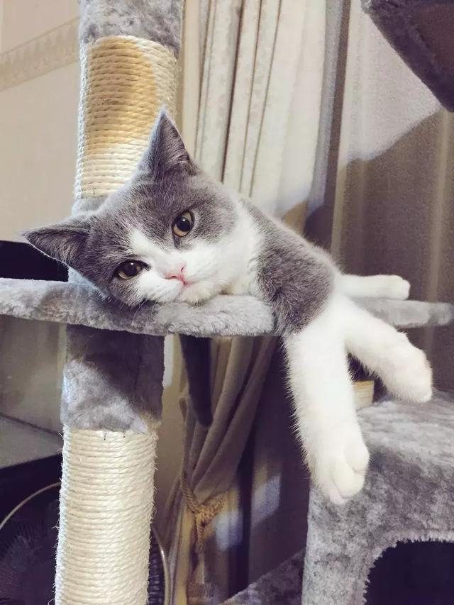 日本小哥养了一只"仙女"小猫咪,这生气的小表情让人想