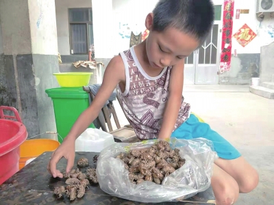 郑牛说:“多捡一个知了壳,就能早一点救我姐的命。”