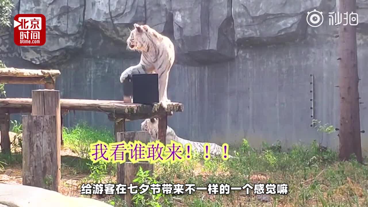 “史上最凶猛”的结婚证保管员 你还敢离婚吗？