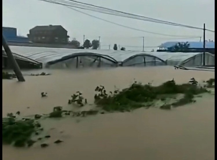 山东潍坊昌乐县多处蔬菜大棚受淹。受访者供图