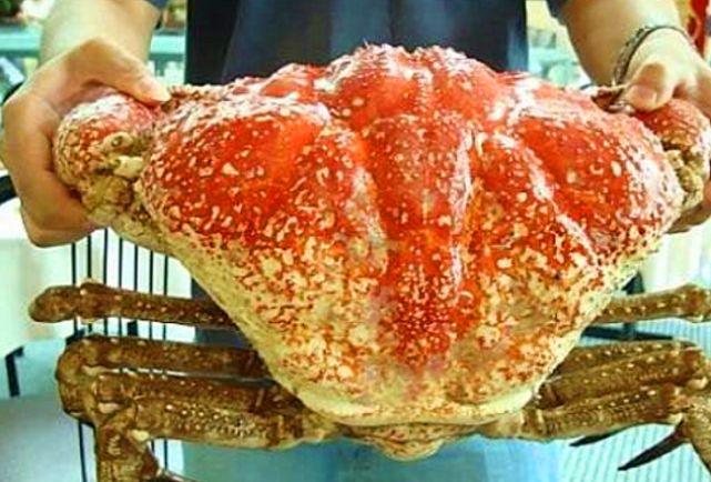 世界上最大的"皇帝蟹",体重达72斤,一只至少2000元