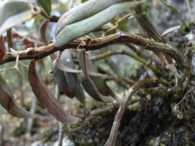 癌症的“特效药”被找到了，平时多吃这4物，癌细胞或悄悄远离你