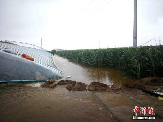 8月12日,受台风“利奇马”影响,降雨集中地、灾情较为严峻的山东寿光市纪台镇不少蔬菜大棚被积水围困。 <a target='_blank' href='http://www.chinanews.com/'>中新社</a>记者 梁犇 摄