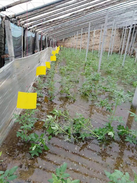 被洪水浸泡后枯死的蔬菜。摄影:牛其昌