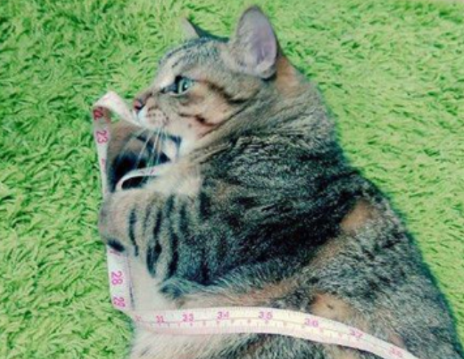 主人给肥猫咪测量腰围,猫咪的样子:我有那么胖吗