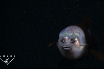 地球其实是外星人的鱼缸？不信你看这些海洋生物的长相