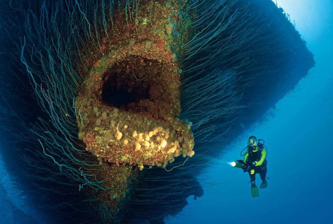 甚至没见过的深海生物,除了感到神奇以外,你或许还觉得有些恐怖!