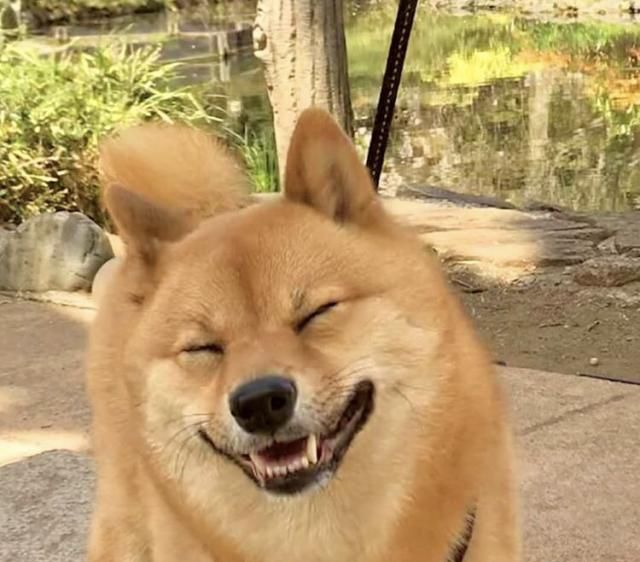 逗比柴犬,一见主人,就挤眉弄眼