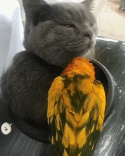 鹦鹉成了蓝猫的小跟班,画风太有爱