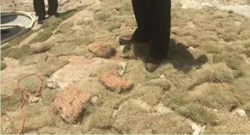 漳浦绿地建材贸易有限公司在混凝土上铺设草皮 。