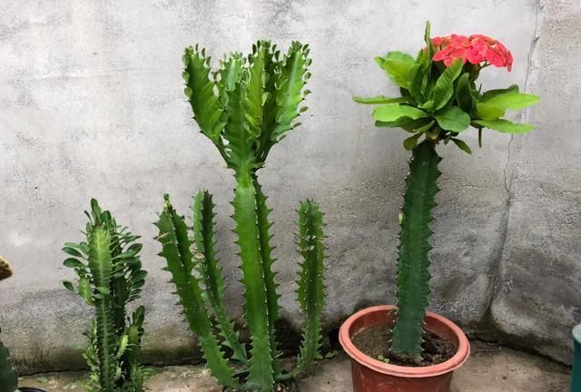 龙骨霸王鞭量天尺不是一种植物龙骨学名叫火殃勒
