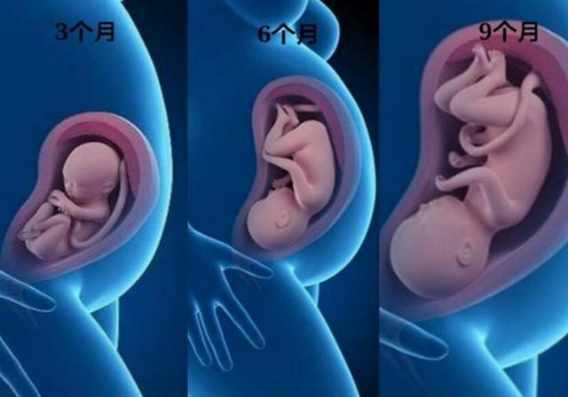 胎儿3个月,6个月,9个月区别多大,看完这三张图,着实令人感动