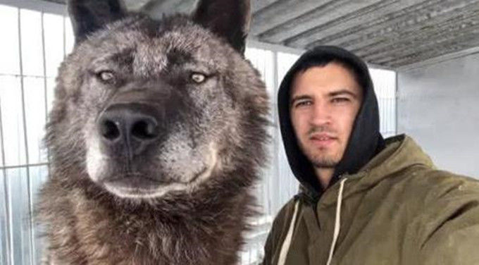 世界上最大的狼,能轻松秒杀藏獒,身长达到2米
