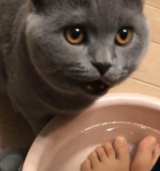 小蓝猫的故事 4412-icqznhc0932837.jpg