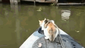 主人带着猫咪坐小船，猫咪坐在船头霸气无比：这片鱼塘本喵承包了
