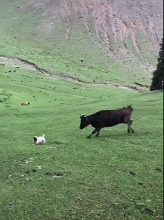 网友养了只巴哥，带到农场后和牛做起了游戏，真是初生牛犊不怕虎