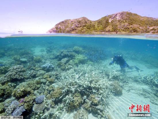 澳夫妇发现巨型浮岩 或拯救大堡礁白化珊瑚