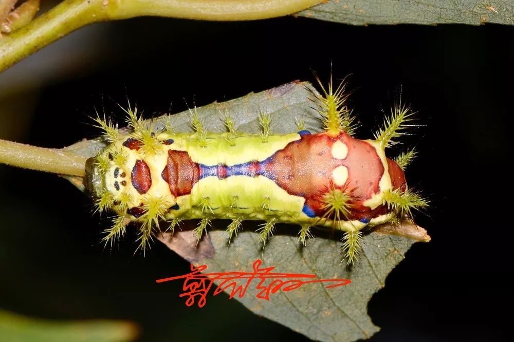 黄刺蛾(monema flavescens)幼虫(让人看着就肝颤的)洋辣子代表.