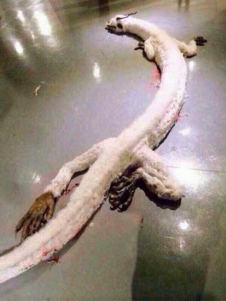 龙真的存在吗？考古学家终于找到龙的原型，原来它们生活在海里