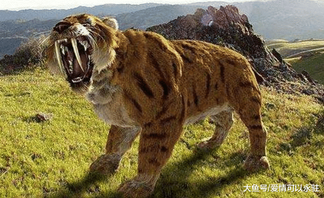 比老虎凶猛百倍的剑齿虎,能以猛犸象为食,为何会突然灭绝?