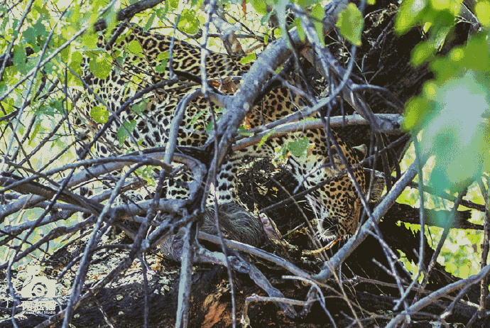 博茨瓦纳遇迷人非洲豹