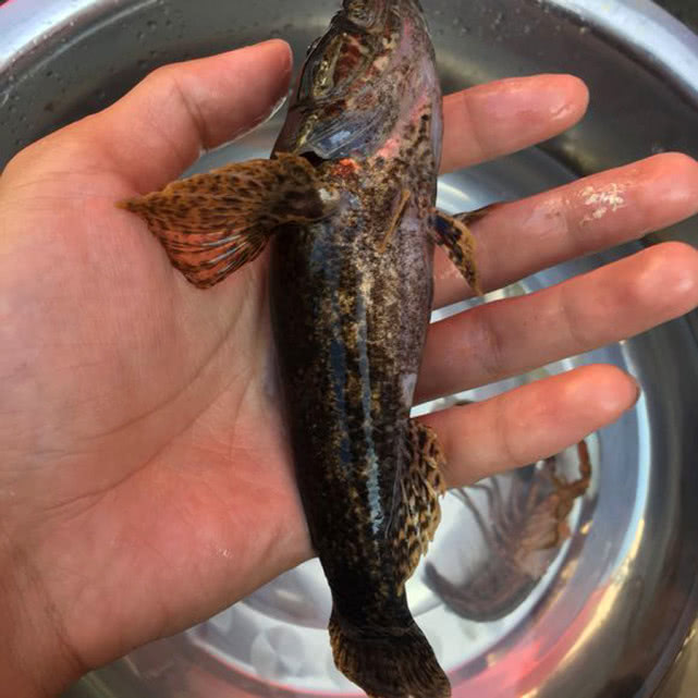 此鱼生性较为凶猛爱吃虾类堪称浅水滩中小霸王