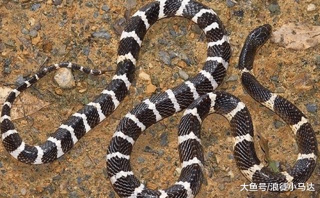 剧毒银环蛇和眼镜蛇谁更毒?和眼镜王蛇相比呢?...