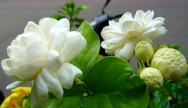 世上花名"最霸气"的花卉,漂亮好养,开花不断,比法国香水还香