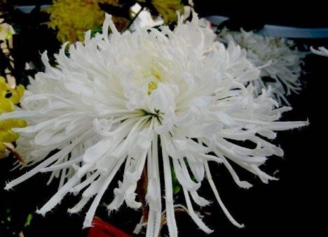 家养此款菊花 立秋开成菊瀑布 凌寒傲放 姿色艳丽 花苞爬满枝 凌寒 花苞 菊花 新浪新闻